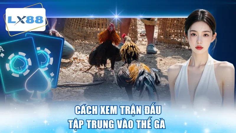 Cách xem trận đấu tập trung vào thế gà